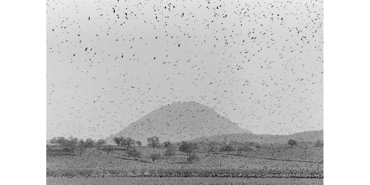 Swarm | Lars Müller Publishers
